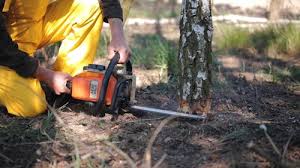 Best Tree Preservation Services  in Reading, PA