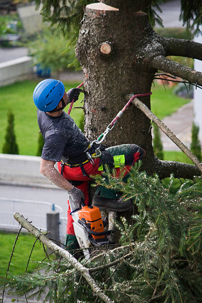 Best Tree Removal Service  in Reading, PA