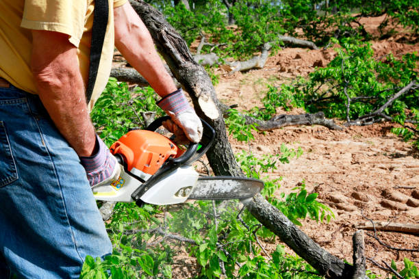 Why Choose Our Tree Removal Services in Reading, PA?